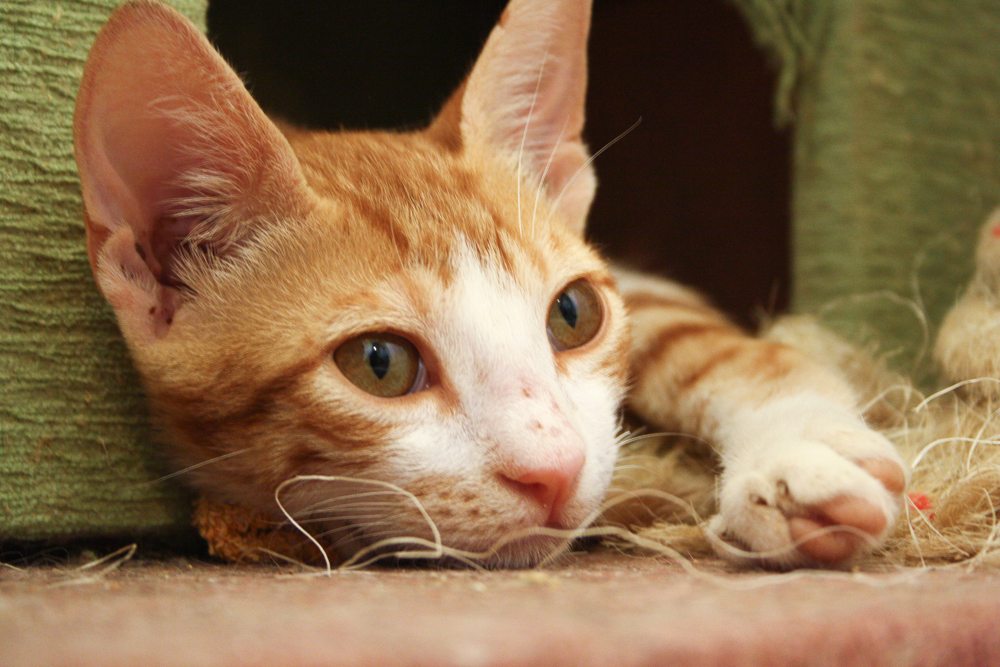 Zügeln mit Katzen aber ohne Katzenjammer ›
