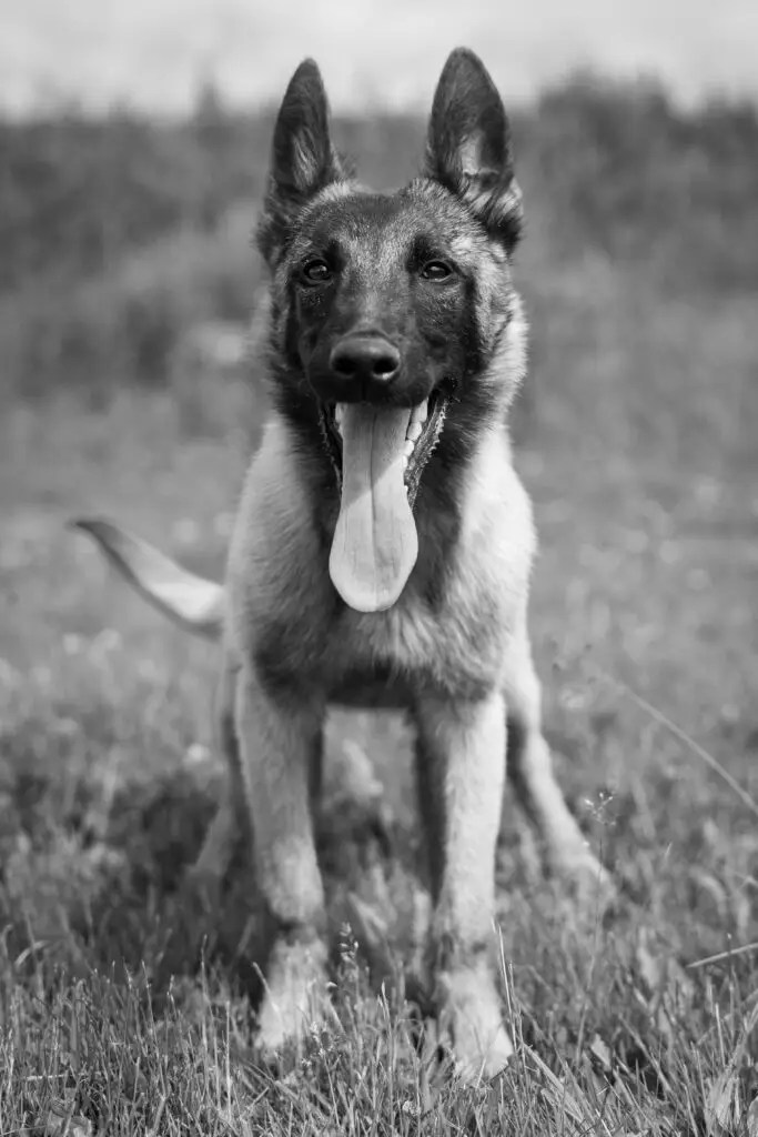 Dog Boarding Up N Atom Dog Training