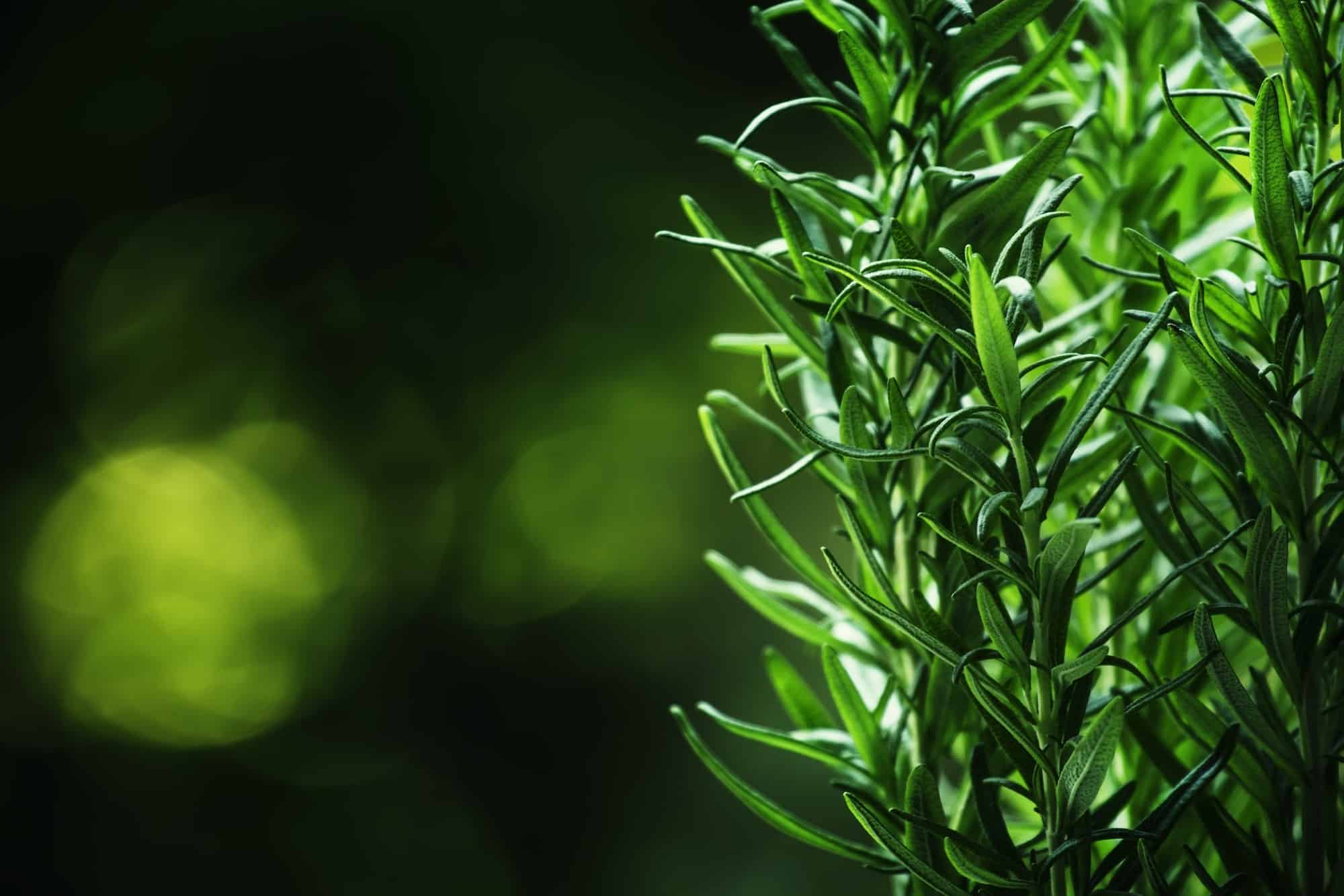 Rosemary Companion Plants 15 Best Plants to Grow With Rosemary