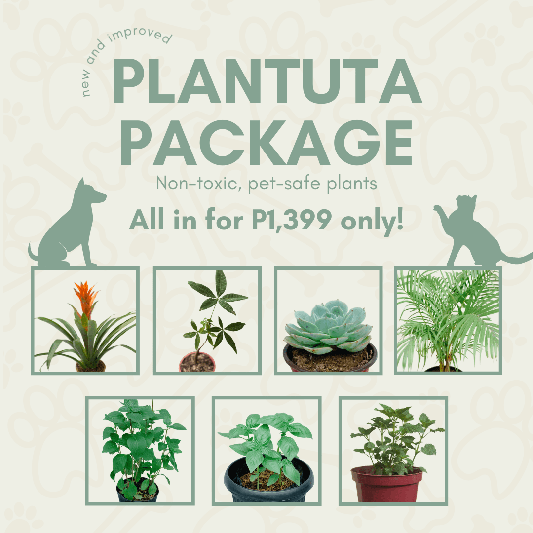 What Indoor Plants Are Safe For Dogs