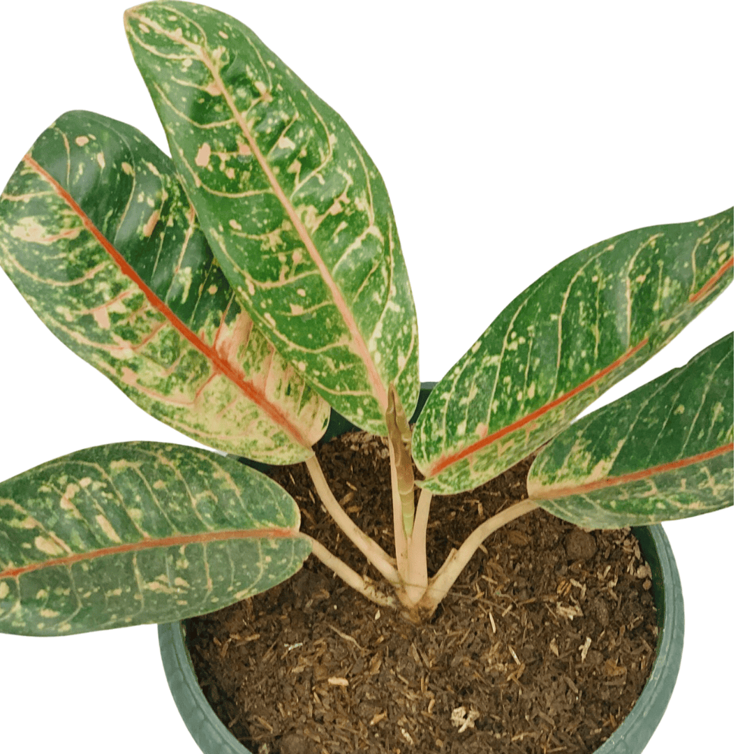 Aglaonema Dona Carmen Benefits Tips dan Trik Pertanian
