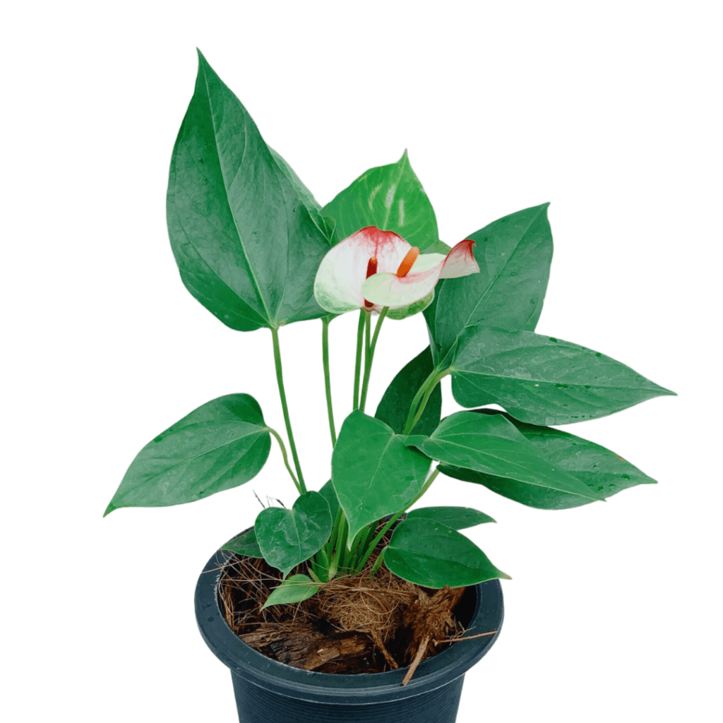 Plants For Sale Philippines Unbeleafable PH