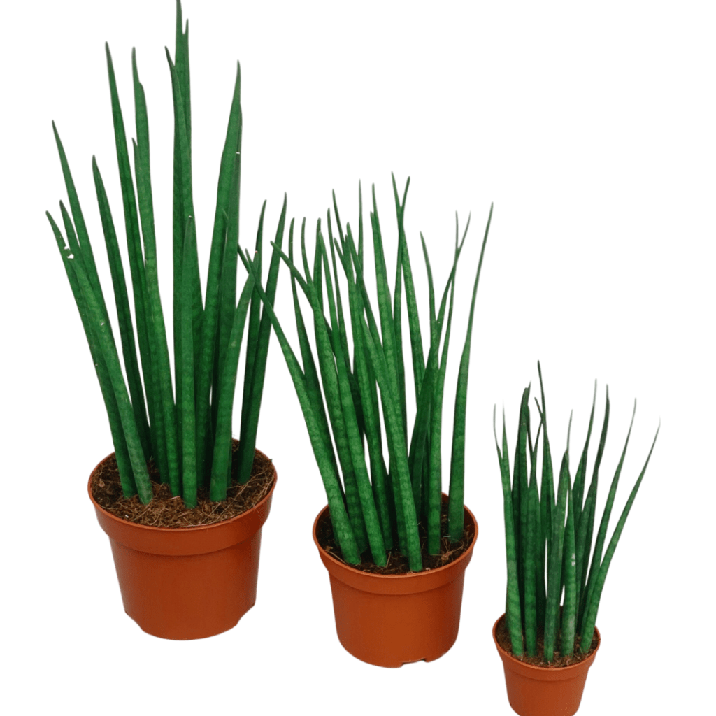 Low Maintenance Indoor Plants for Sale in the Philippines Indoor