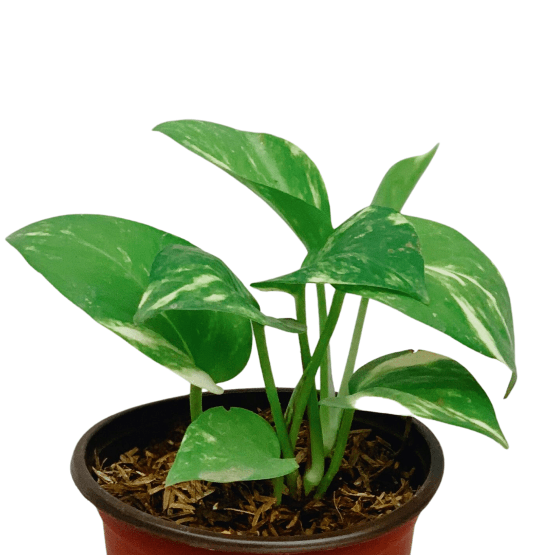 Golden Pothos Unbeleafable
