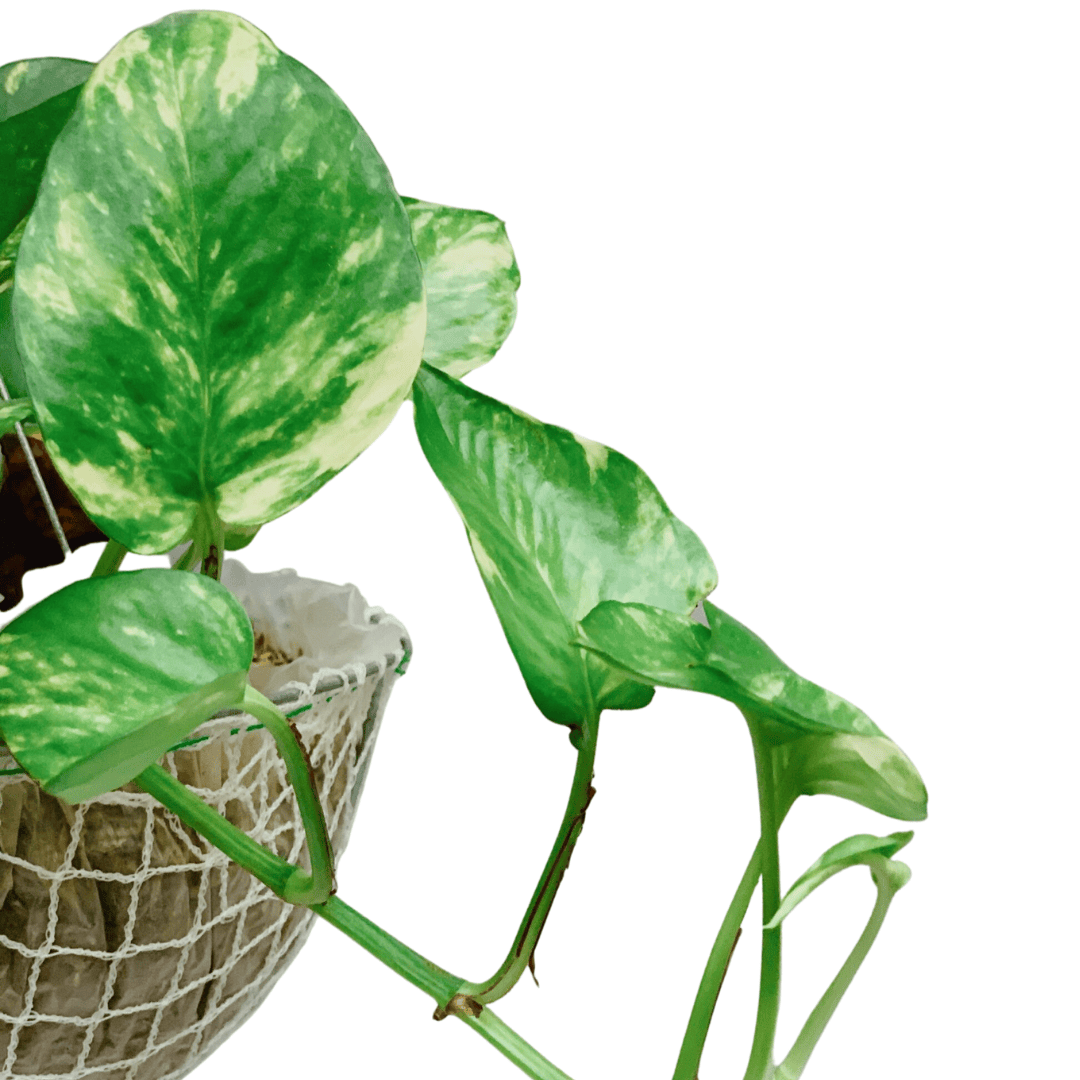 Hanging Golden Pothos Unbeleafable PH Indoor Plants