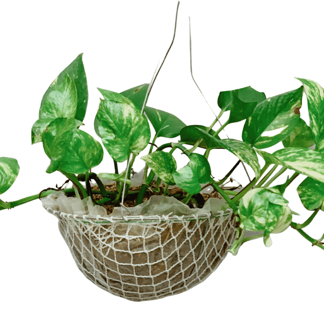 Hanging Golden Pothos Unbeleafable PH Indoor Plants