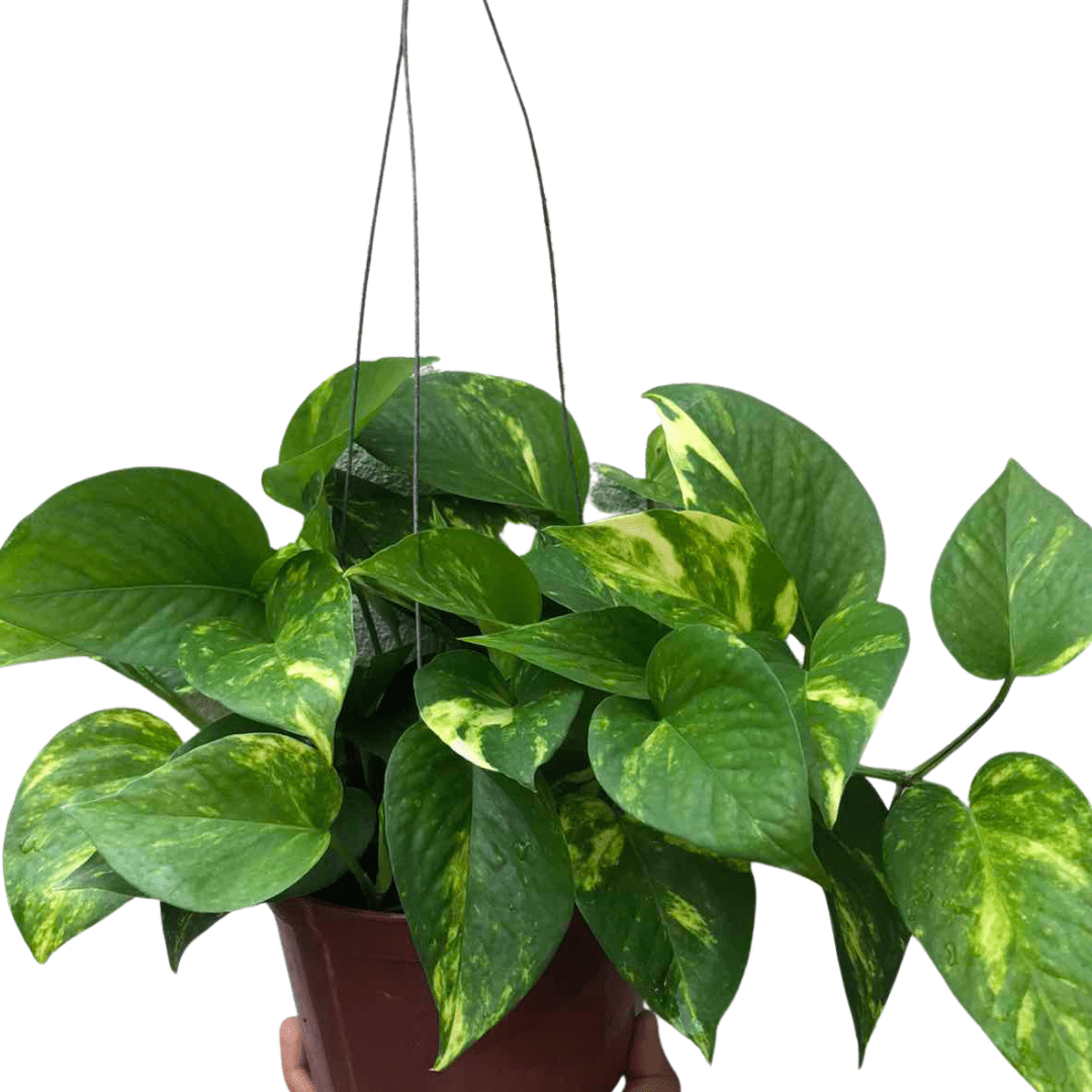 Hanging Golden Pothos - Unbeleafable
