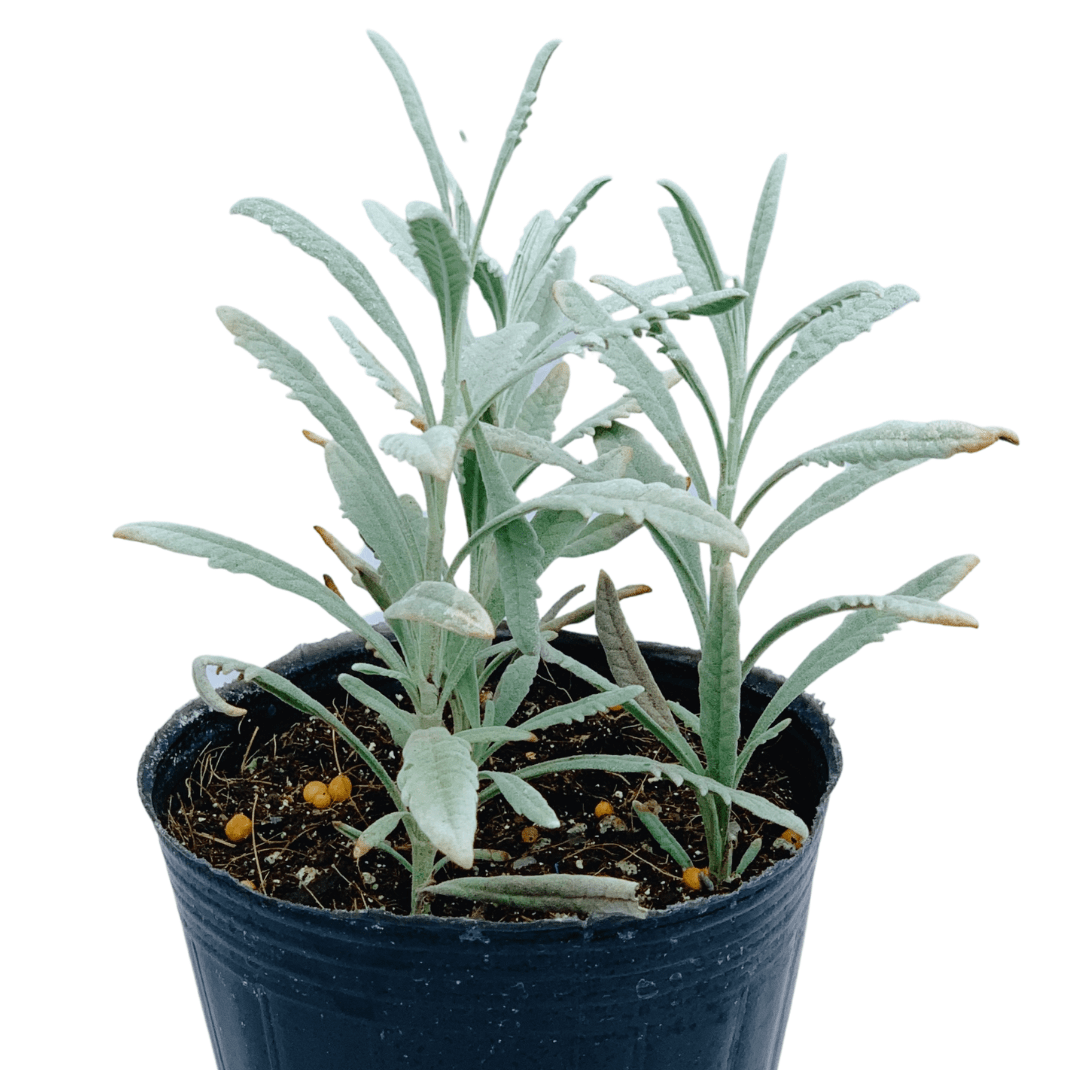 Lavender Unbeleafable