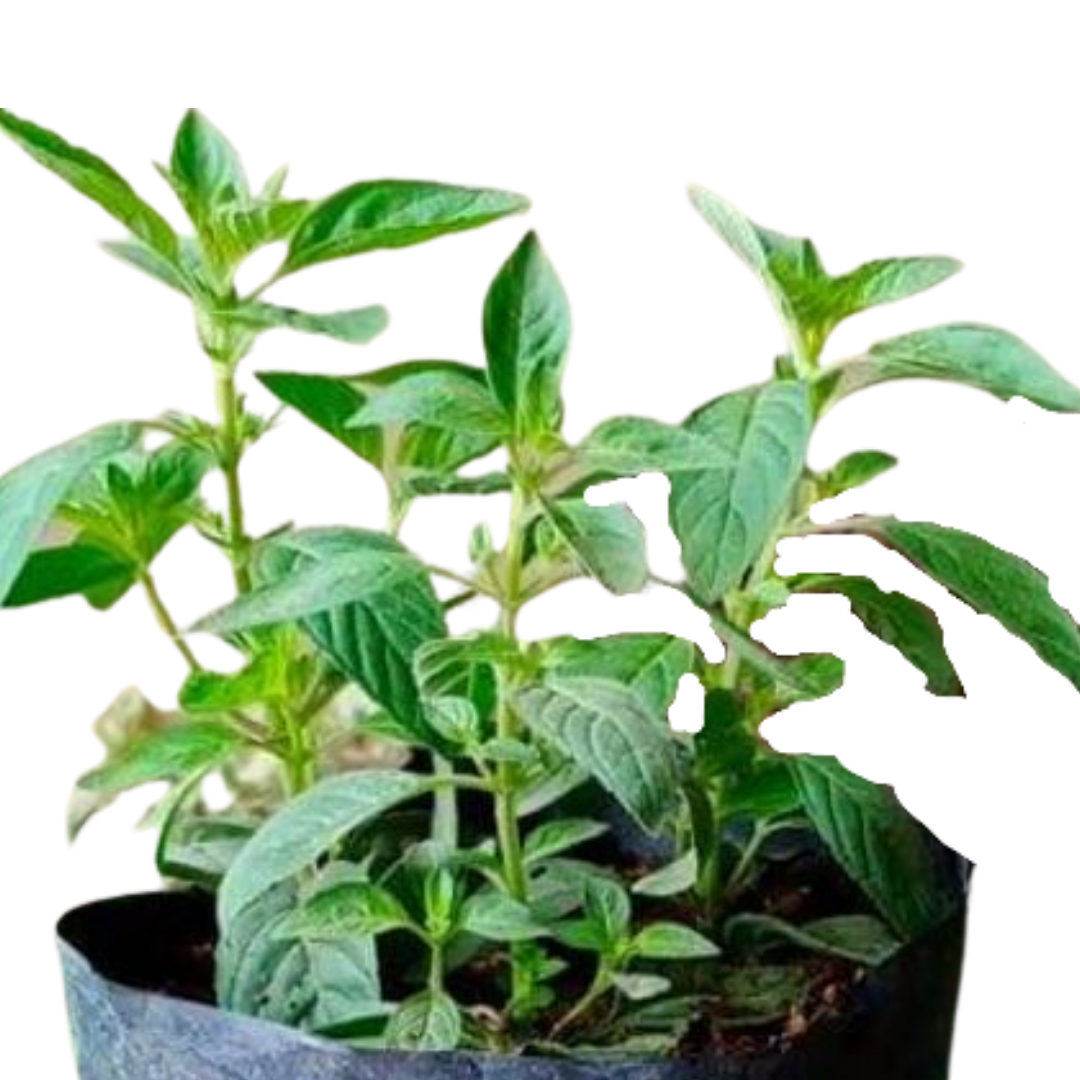 Lemon Mint Affordable Indoor Plants Manila