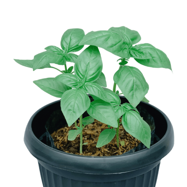 Sweet Basil Unbeleafable