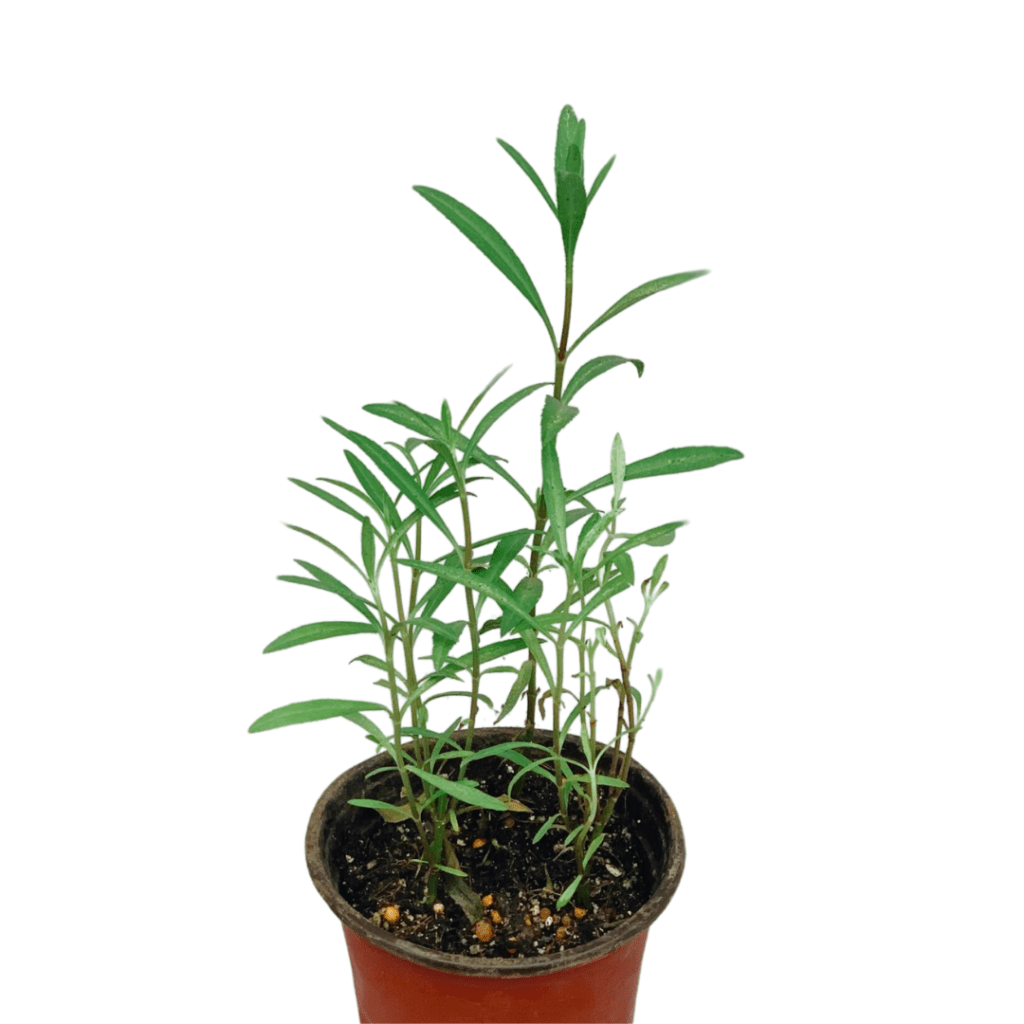 Herb Plants For Sale Unbeleafable PH