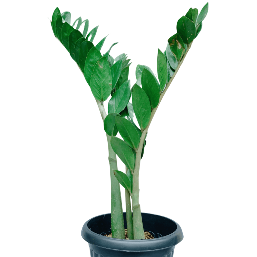 ZZ Plant Indoor Plants Manila