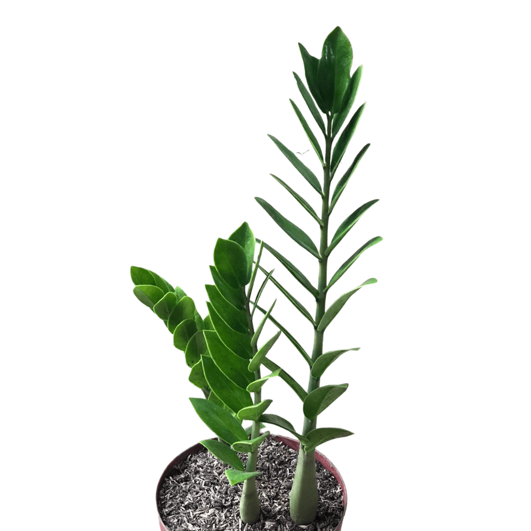 ZZ Plant Unbeleafable