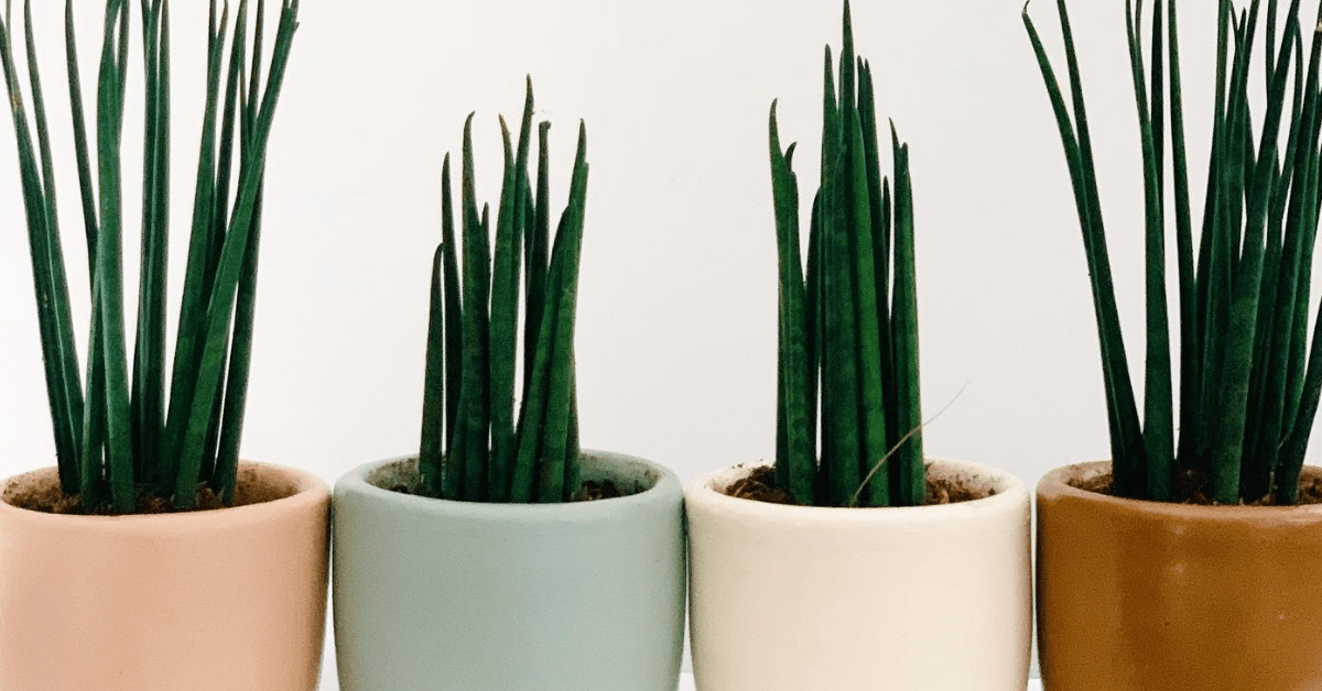 Where to Buy Plants in Manila? Unbeleafable