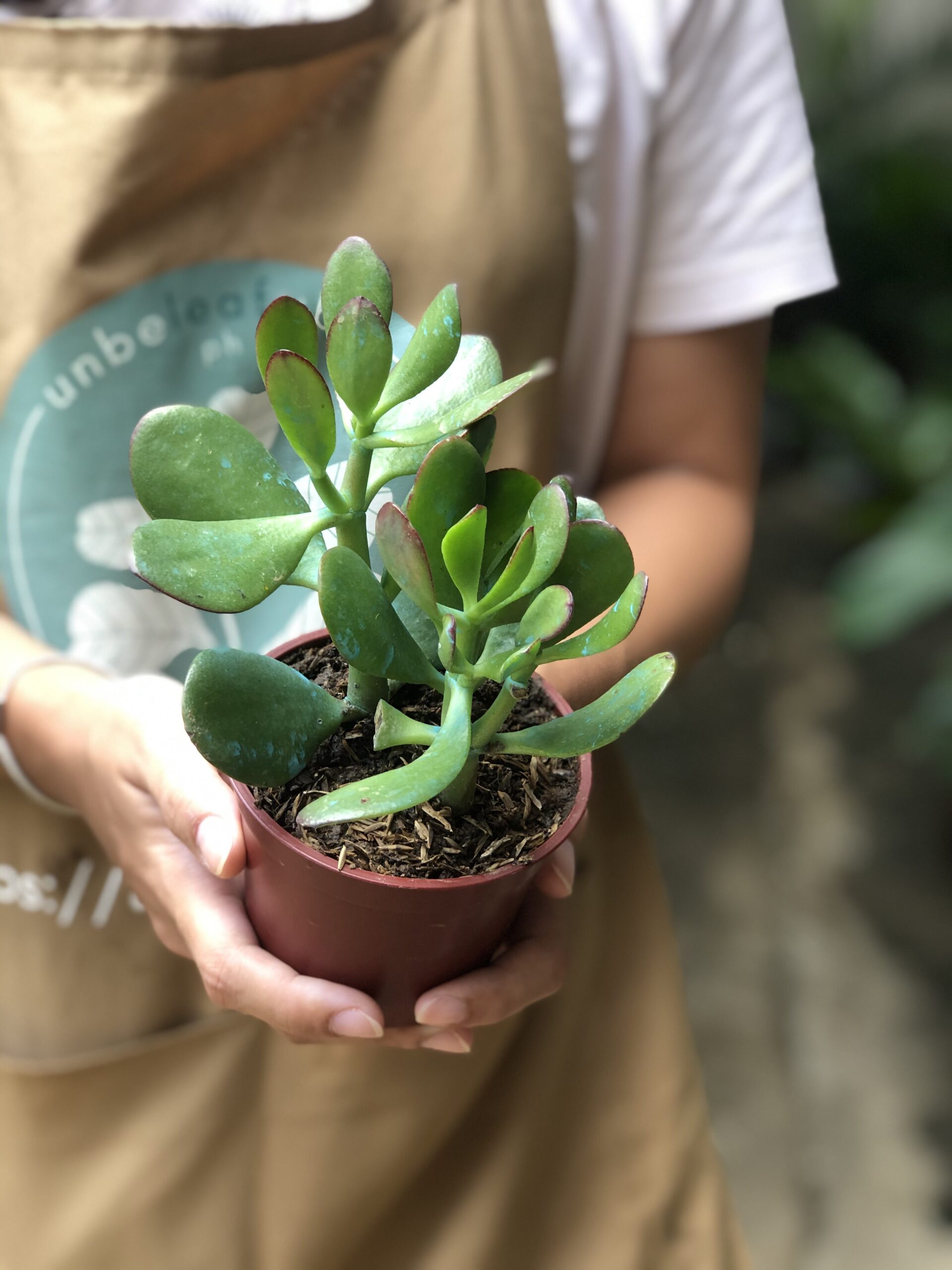 Jade Plant Unbeleafable
