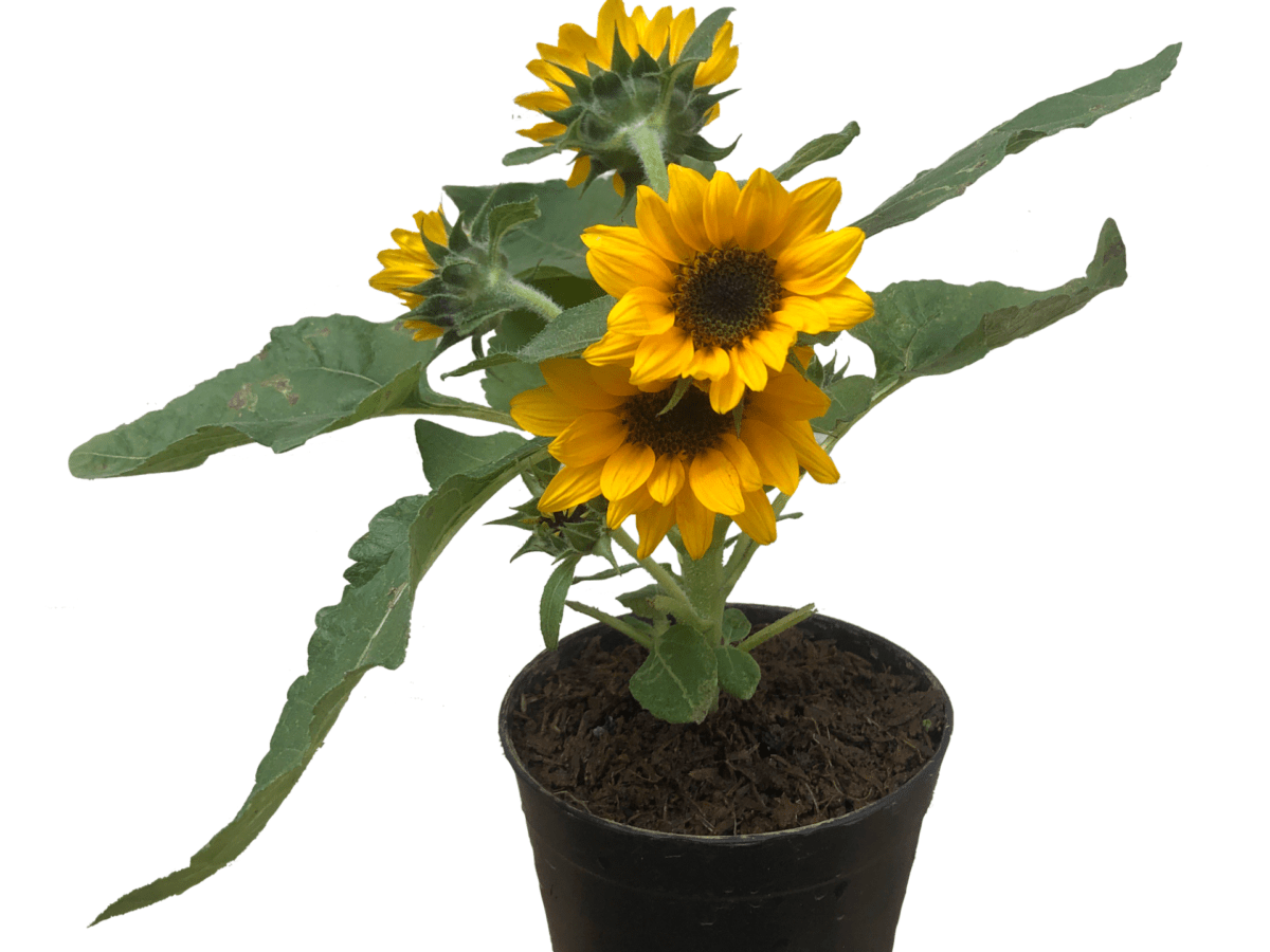Best Time To Plant Sunflower In The Philippines Best Flower Site