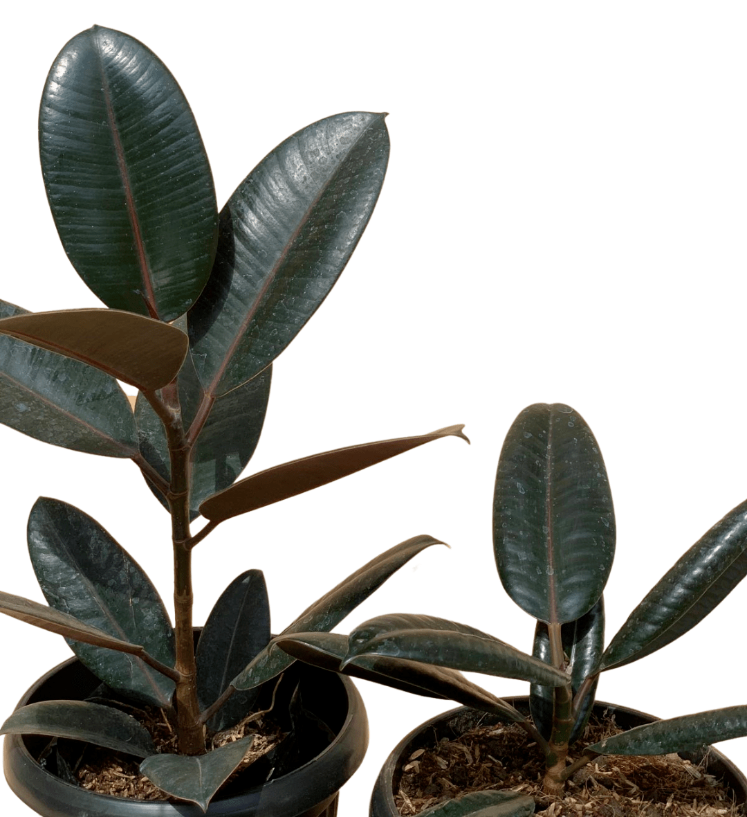 Black Prince Rubber Tree Unbeleafable