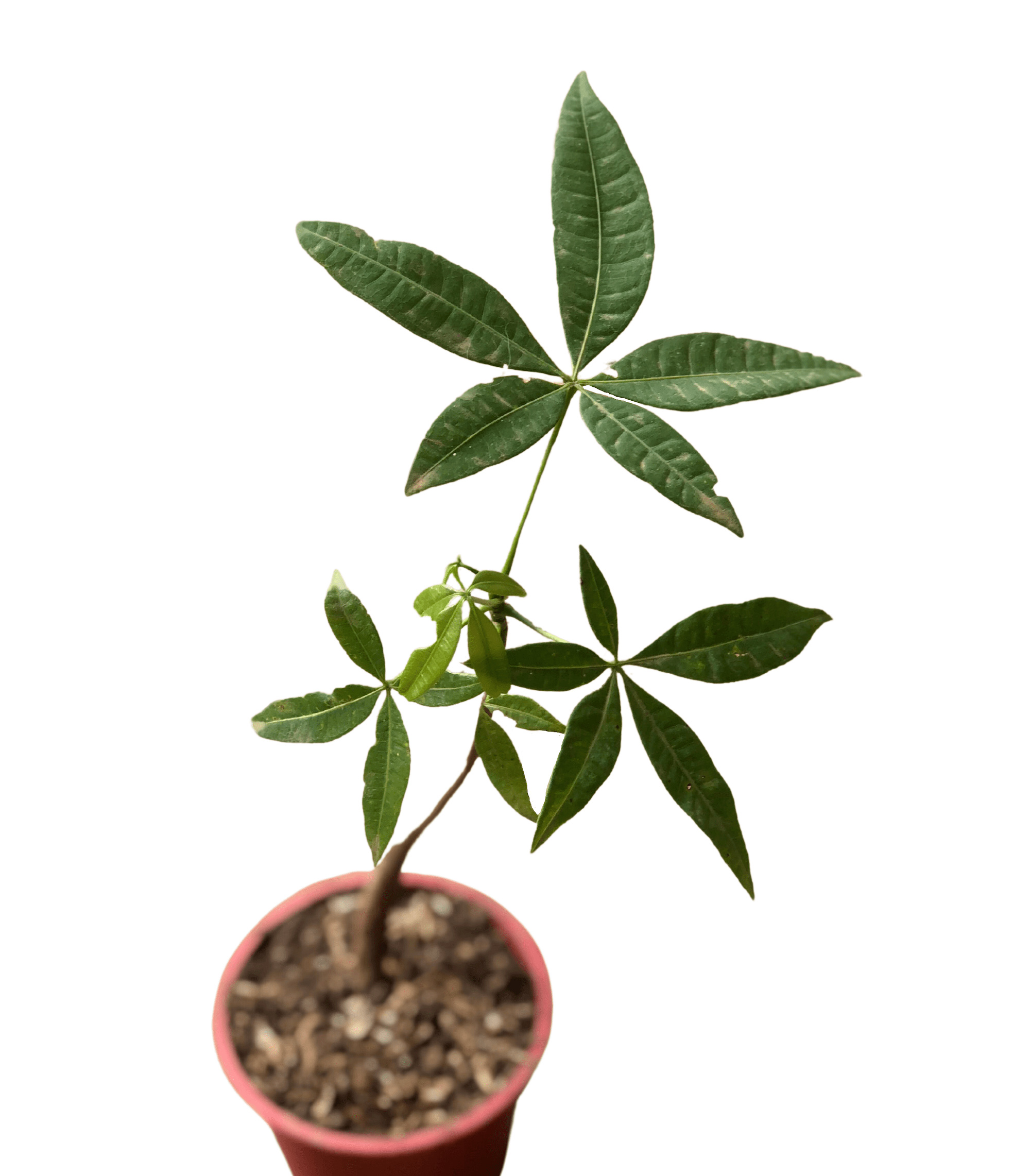 Money Tree Unbeleafable