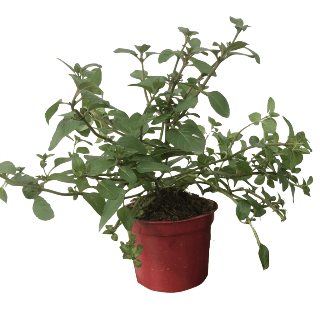 Herb Plants For Sale Unbeleafable PH