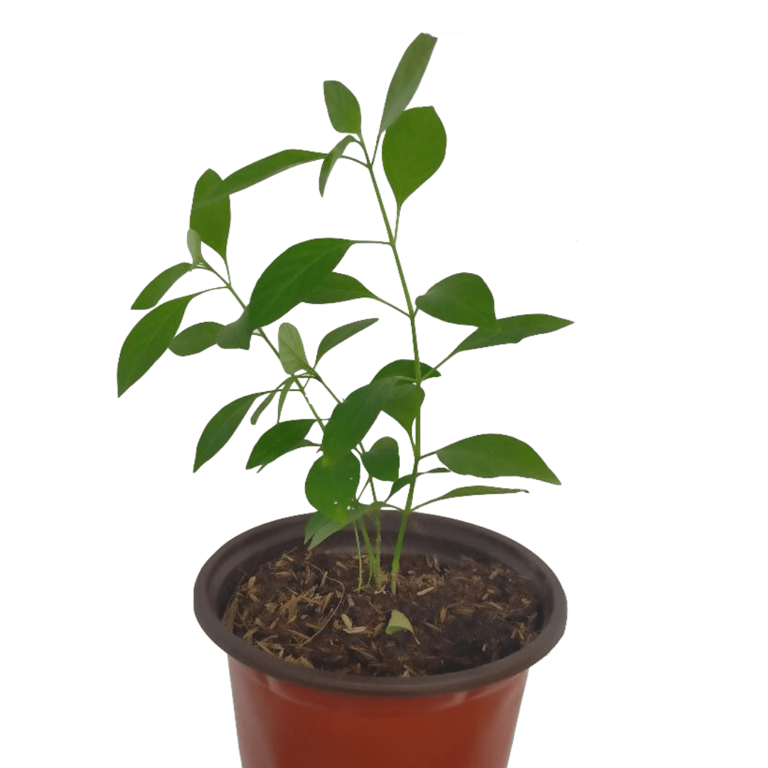 Green Tea Unbeleafable