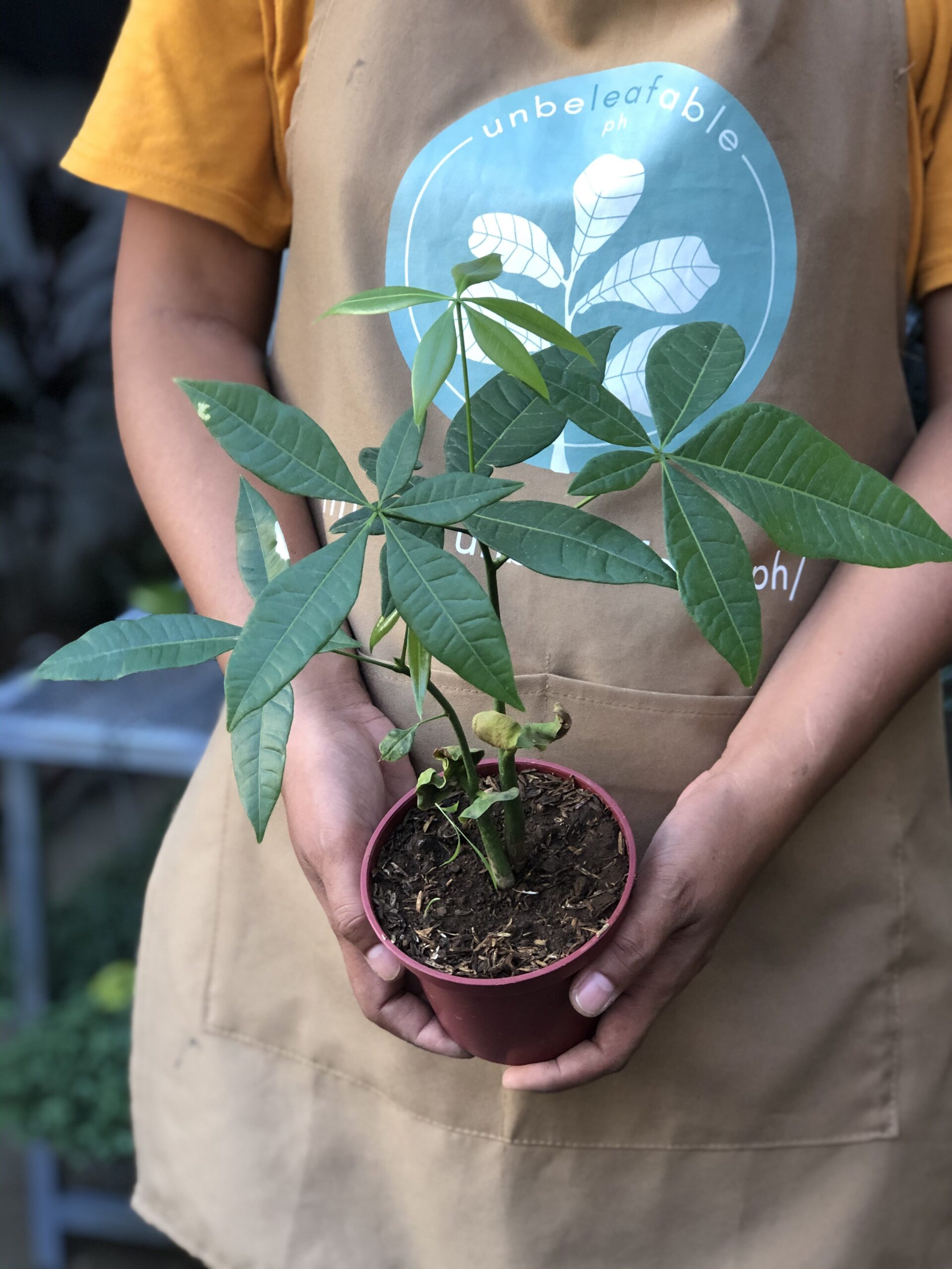 Money Tree Unbeleafable