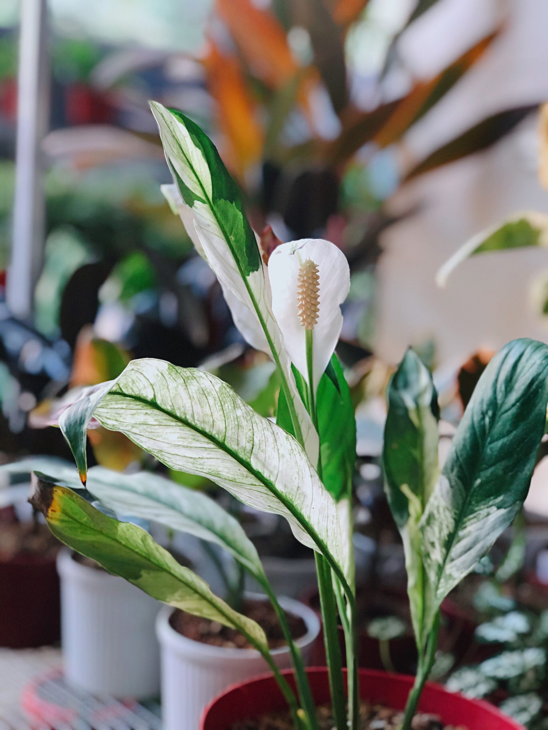 Variegated Peace Lily Unbeleafable