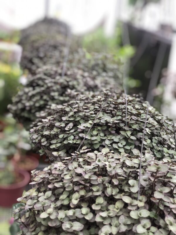 Turtle Vine Unbeleafable