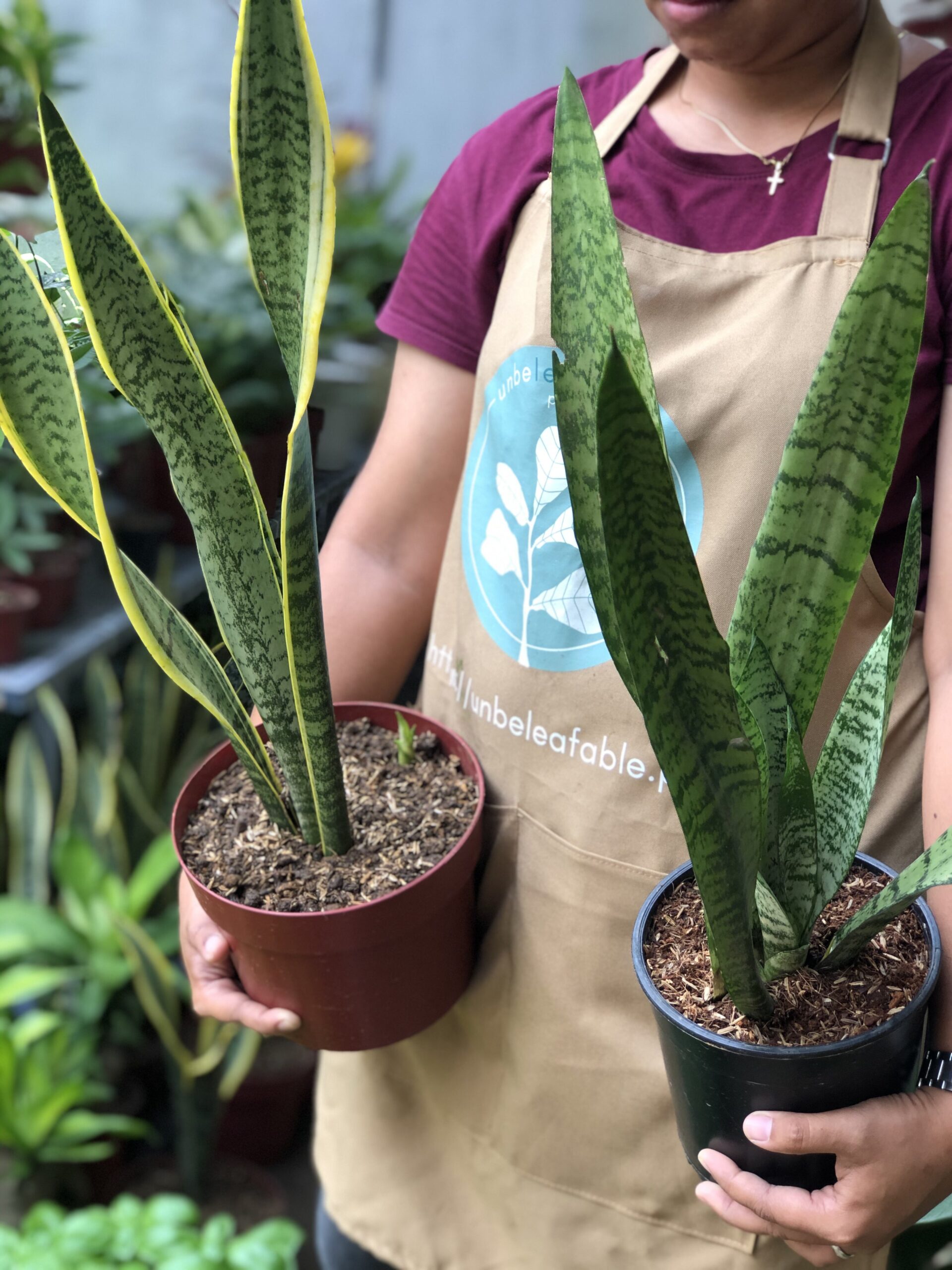 Different Sansevieria Plants in Manila Unbeleafable