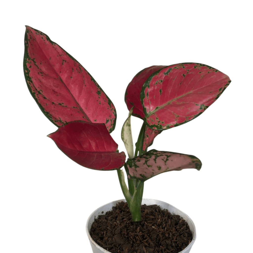 Indoor Plants for Sale in Manila