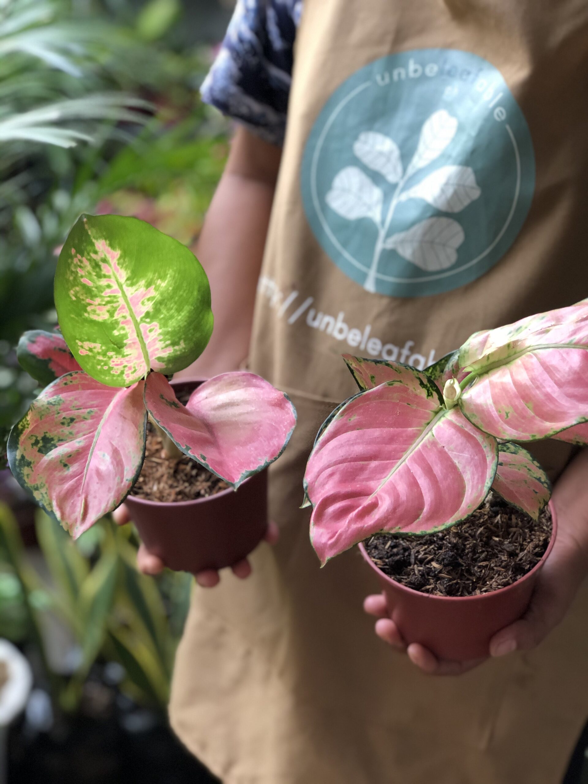 Aglaonema Katrina Unbeleafable