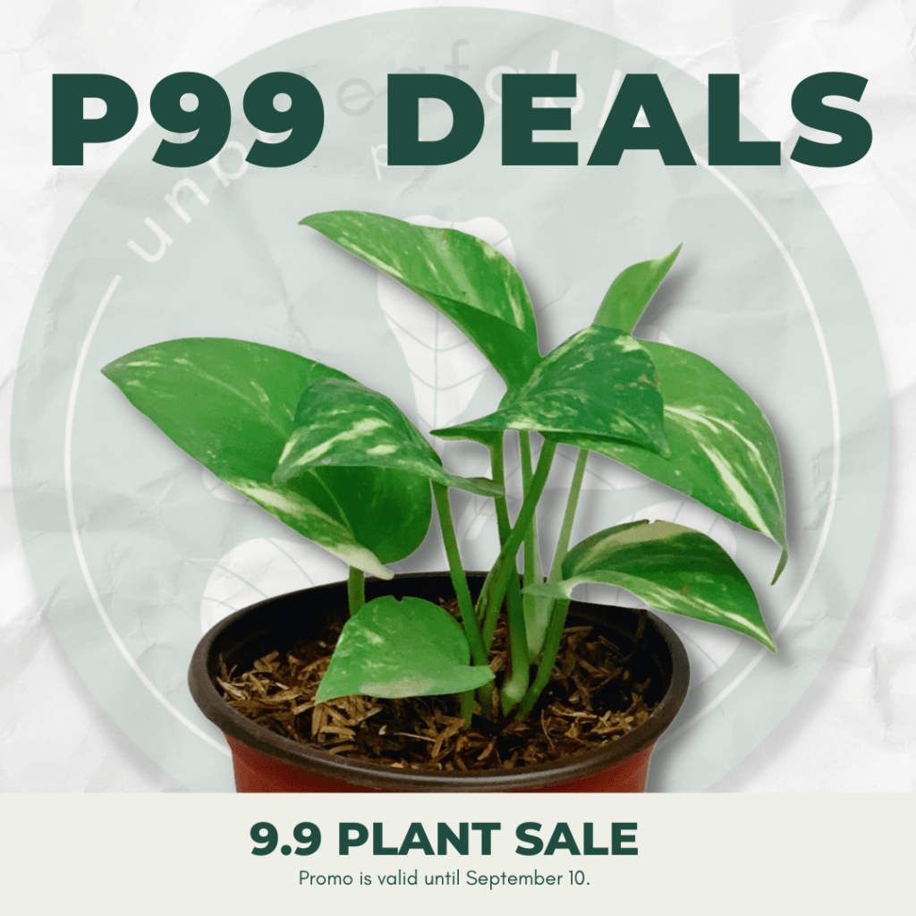 Shop Affordable Indoor Plants Manila