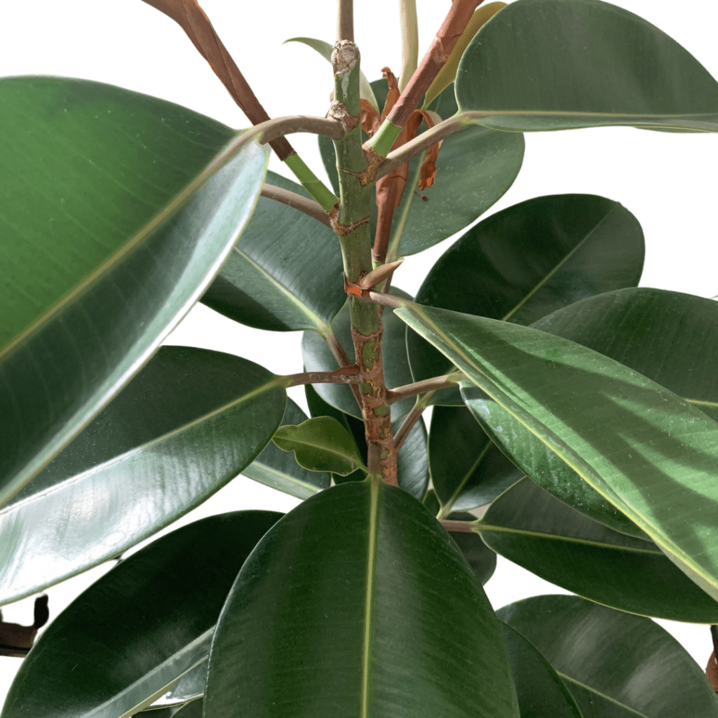 Promos Affordable Indoor Plants Manila