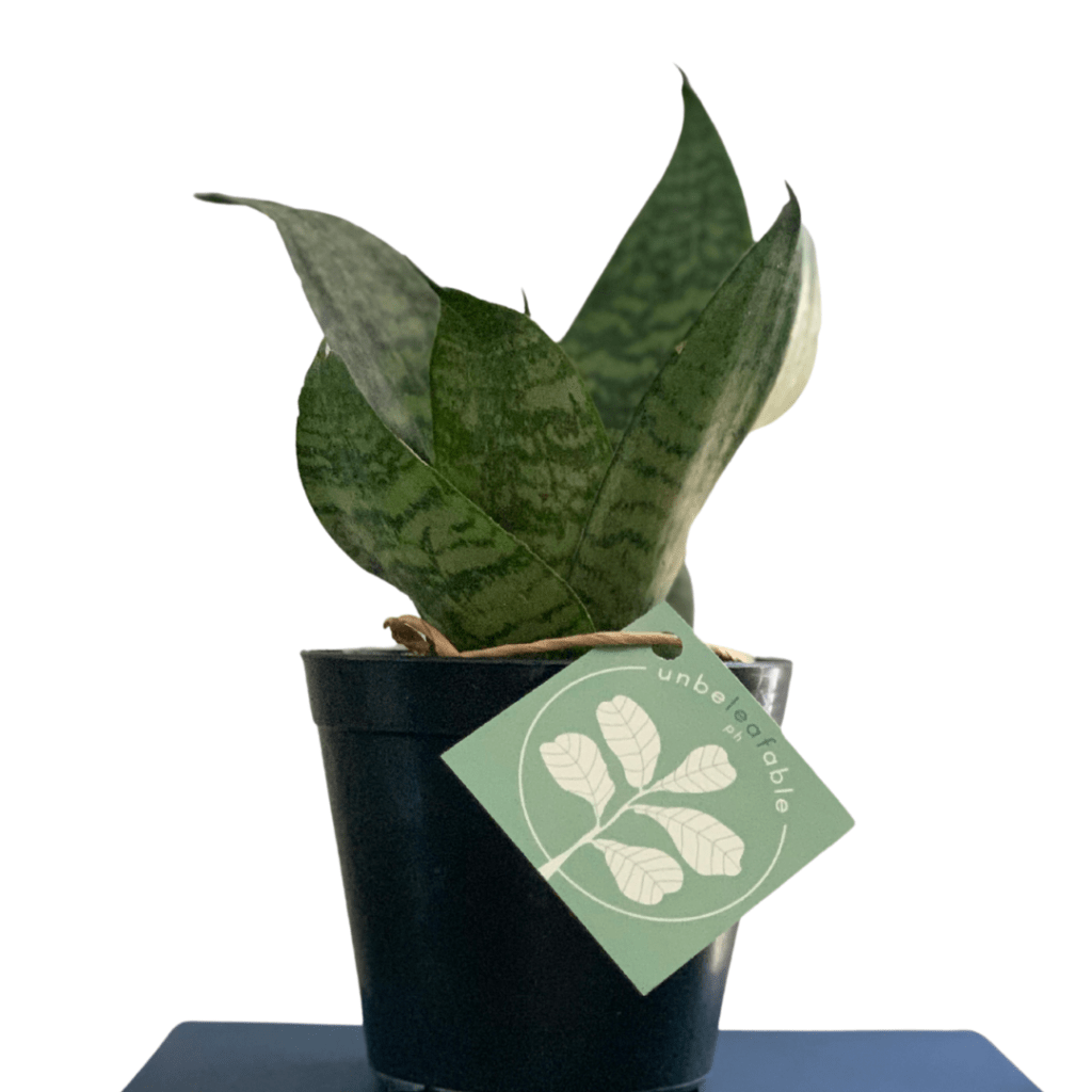 Shop Affordable Indoor Plants Manila