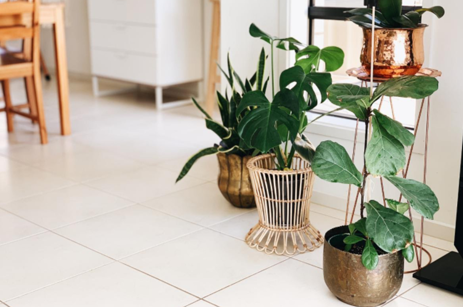 Indoor Plants Philippines