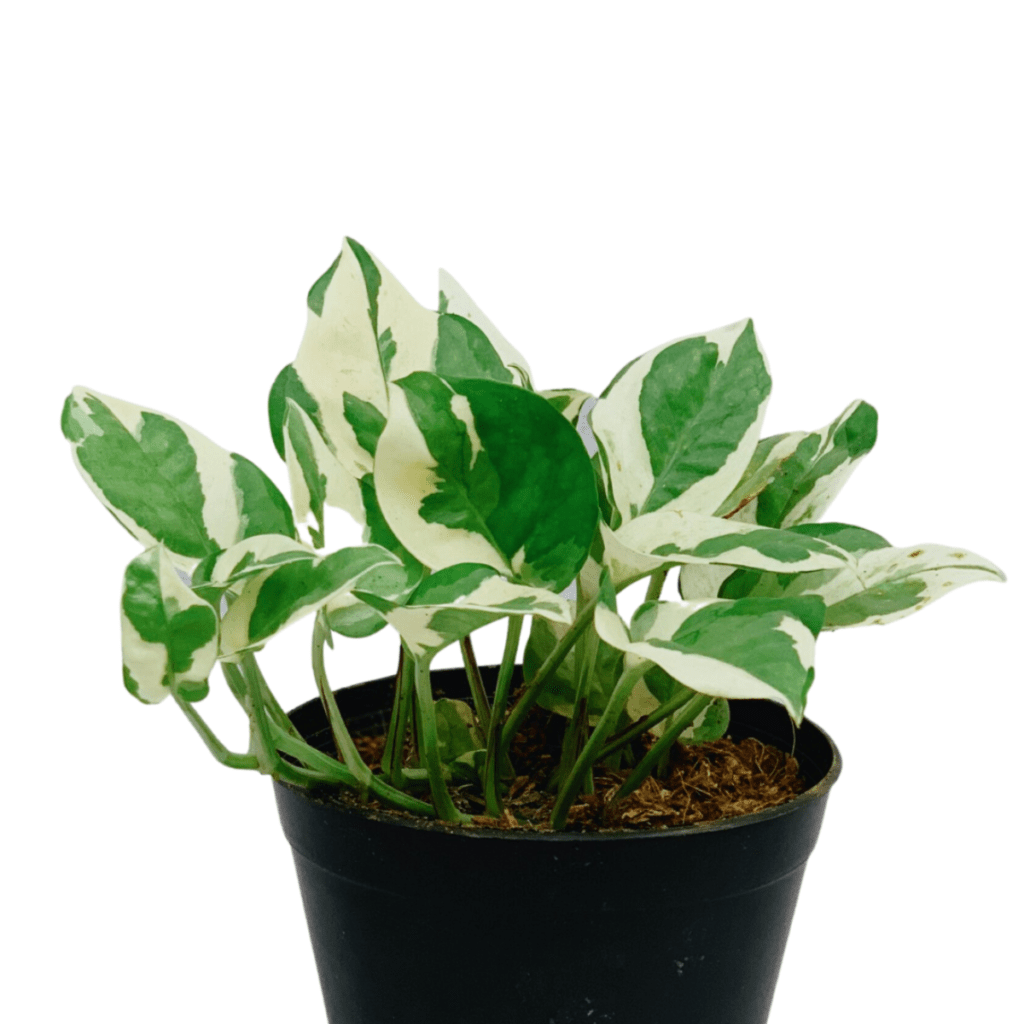 Lucky Plants for the Year 2022