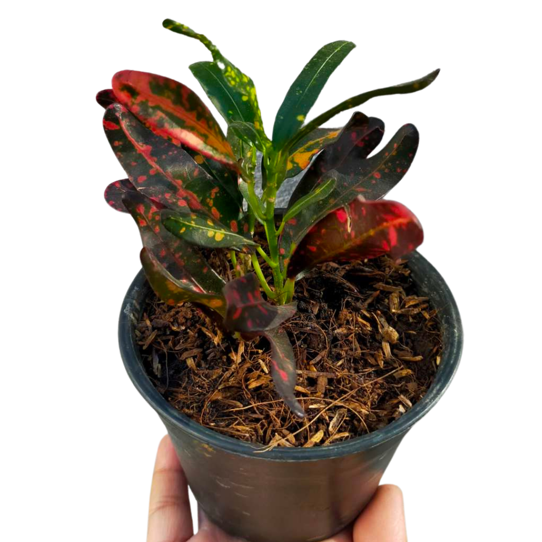 Dwarf Croton San Francisco Unbeleafable