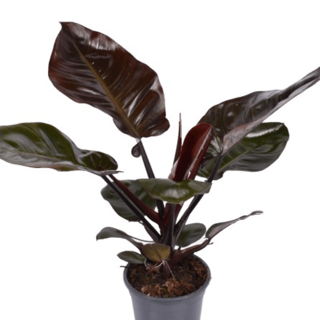 Philodendron Black Cardinal Unbeleafable