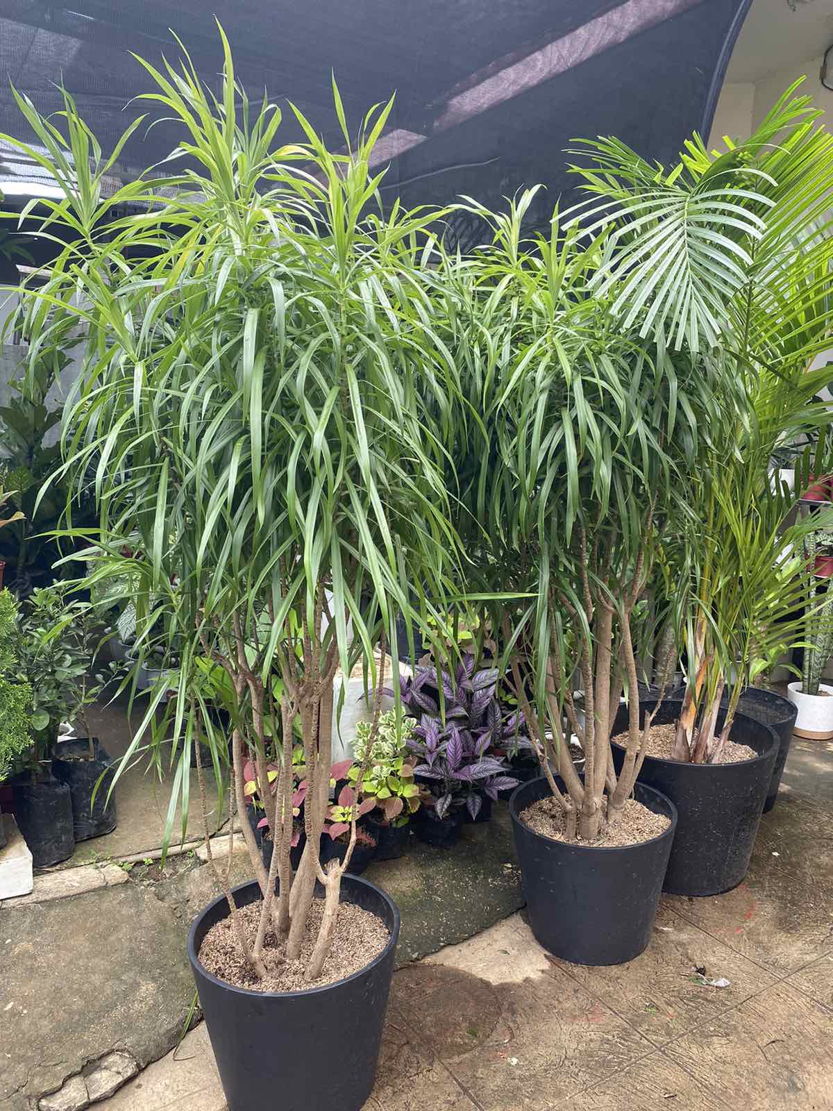 Dracaena Anita Unbeleafable