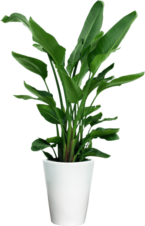 Indoor Plants Philippines Unbeleafable PH