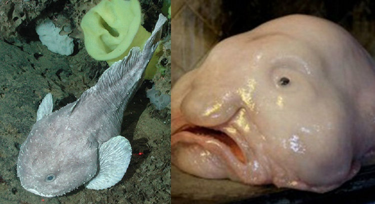 21 Extremely Bizarre Facts About Animals That'll Make You Say WTF
