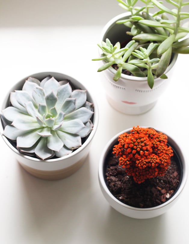 Three succulent plans in pots standing next to each other on a white background.