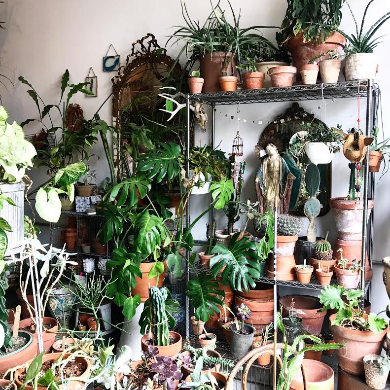 A wall covered in plants in pots and growing out of hanging planters.