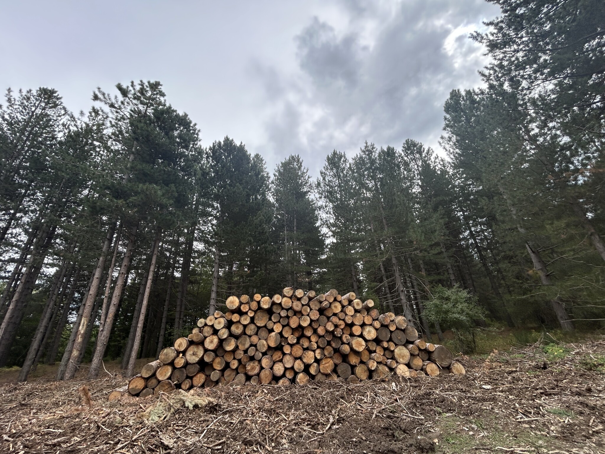 FORESTE IN CALABRIA, 15 PUNTI: DIAMO UN SENSO ALLE SUPERFICI FORESTALI CON PIANIFICAZIONE, CERTIFICAZIONE, GESTIONE. NON SOLO BIOMASSE PER LE CENTRALI. UNCEM: ARRIVIAMO A FARE CASE IN LEGNO DELLA SILA E DEL POLLINO