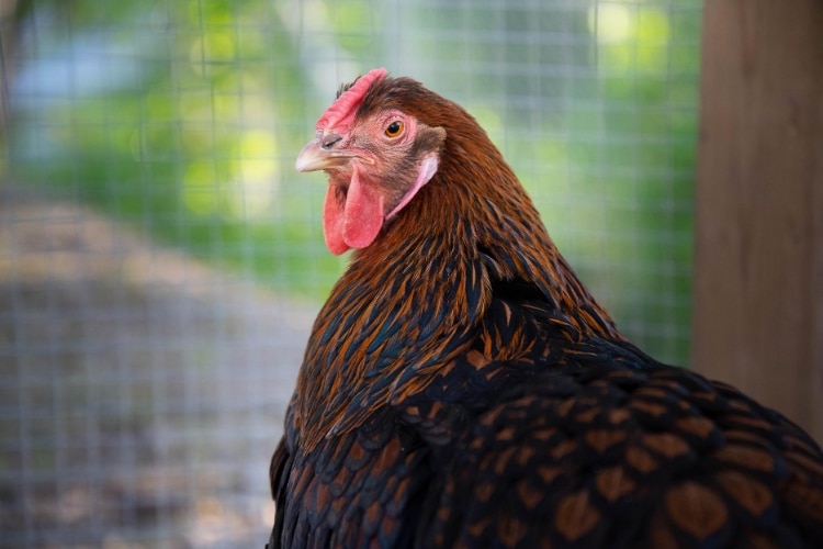 9 Best DIY Chicken Coop Ideas for Homeowners