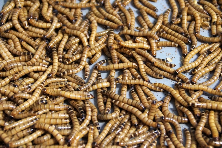 Best Dried Mealworms for Chickens on The Market