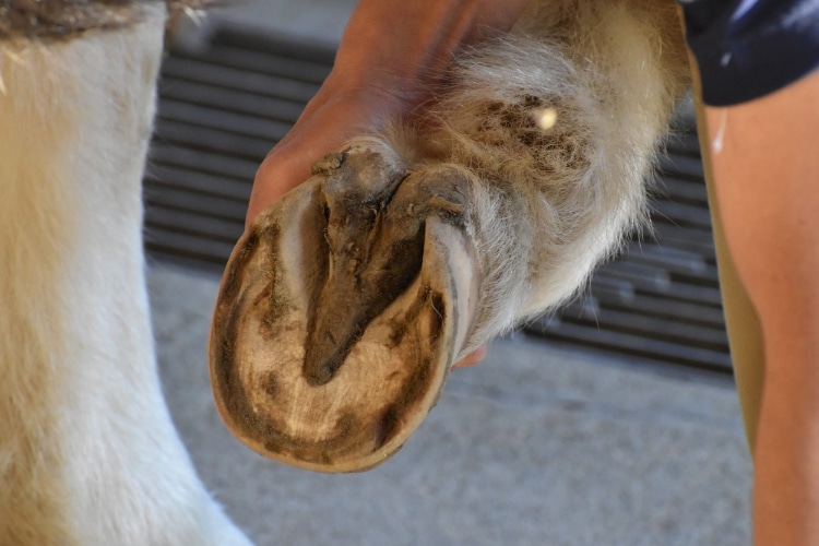 Best Horse Hoof Nippers for Ranch Owners