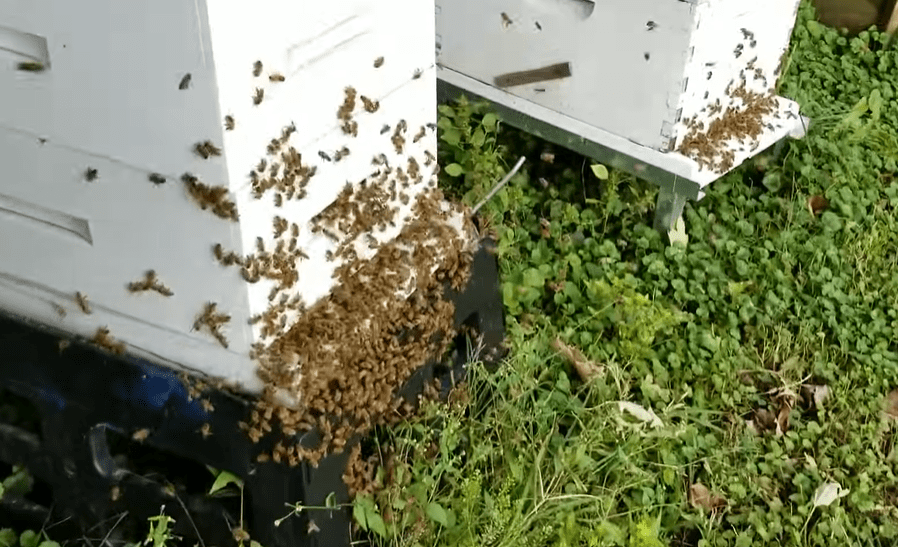 a Beekeeper The Ultimate Guide Uncle Fred's Farm