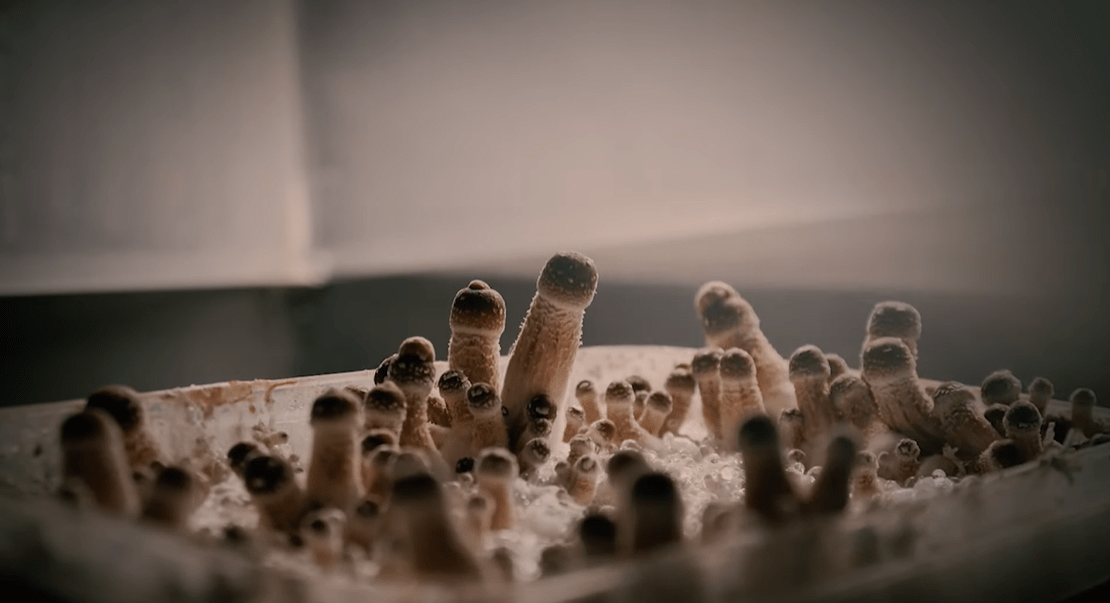 How to Start Growing Mushrooms At Home Uncle Fred's Farm