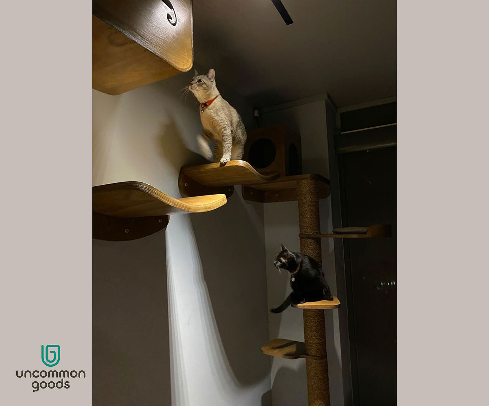A Wall Mounted Cat Playground for 5 Cats by Goods Singapore