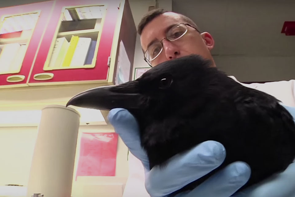 Crow Funerals Uncrate